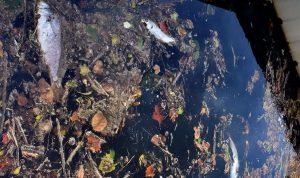 DNR, DEP searching for cause of Decker's Creek fish kill